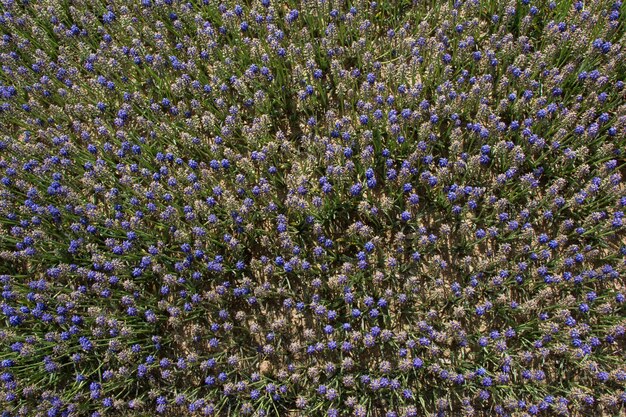 I fiori sbocciano creando uno sfondo floreale