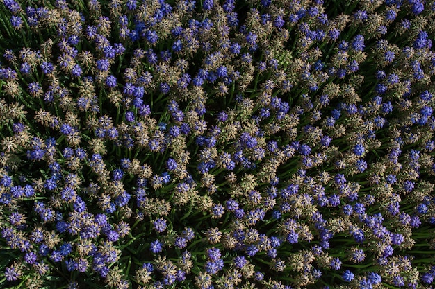 I fiori sbocciano creando uno sfondo floreale