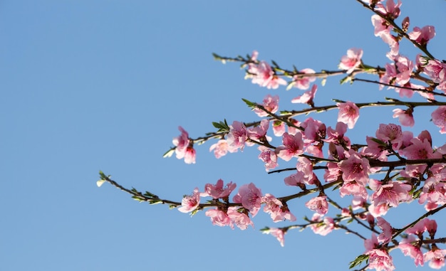 I fiori sbocciano in primavera sugli alberi