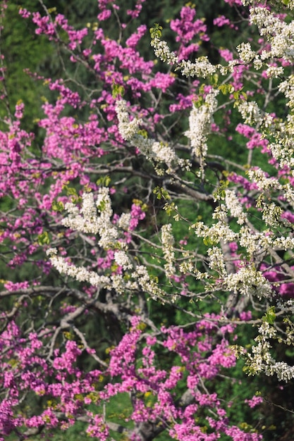 I fiori sbocciano in primavera sugli alberi