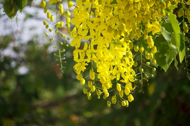 I fiori si moltiplicano sbocciando sull'albero