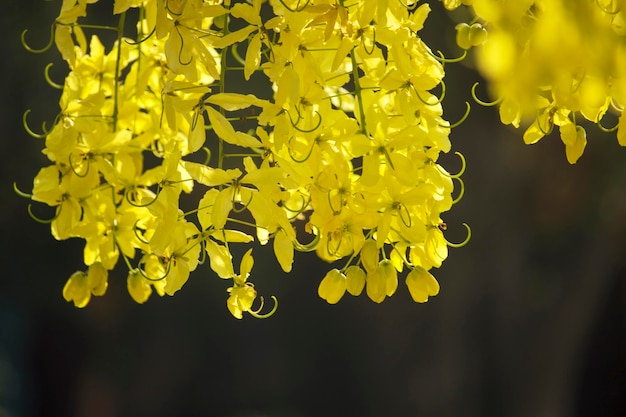 I fiori si moltiplicano sbocciando sull'albero