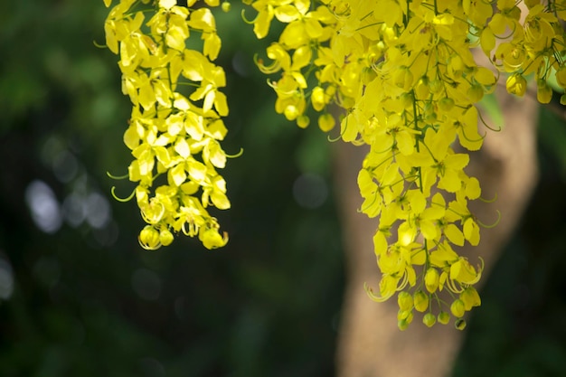 I fiori si moltiplicano sbocciando sull'albero