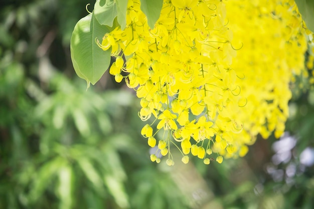 I fiori si moltiplicano sbocciando sull'albero