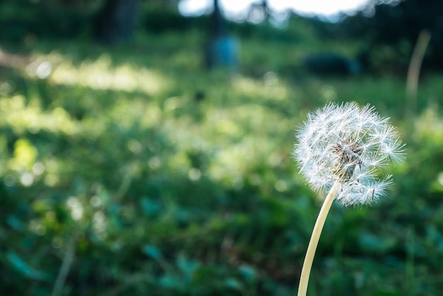 I fiori sono disposti su uno sfondo erboso con verde.