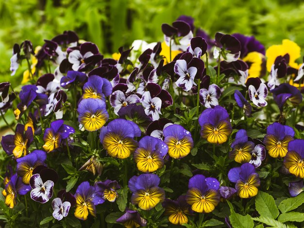 I fiori sono viola in giardino. Sfondo estivo. Primavera. Fiori primaverili in fiore