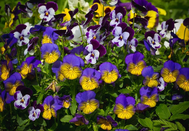 I fiori sono viola nel giardino estate sfondo fioritura primaverile fiori primaverili