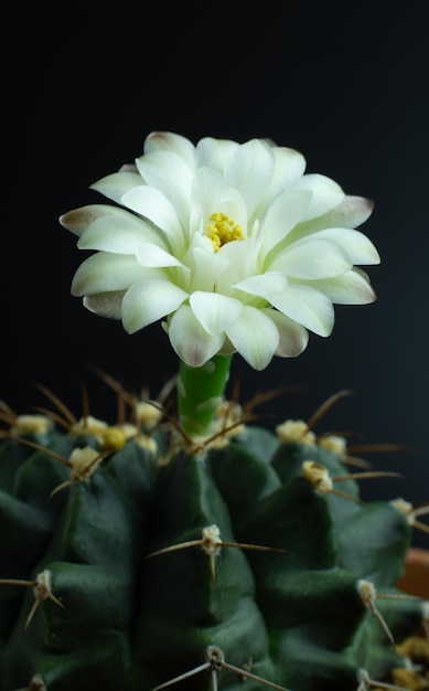 I fiori stanno fiorendo Cactus Fiore di ginnocalicio bianco e verde morbido che fiorisce in cima a una lunga pianta spinosa ad arco che circonda uno sfondo nero che splende dall'alto