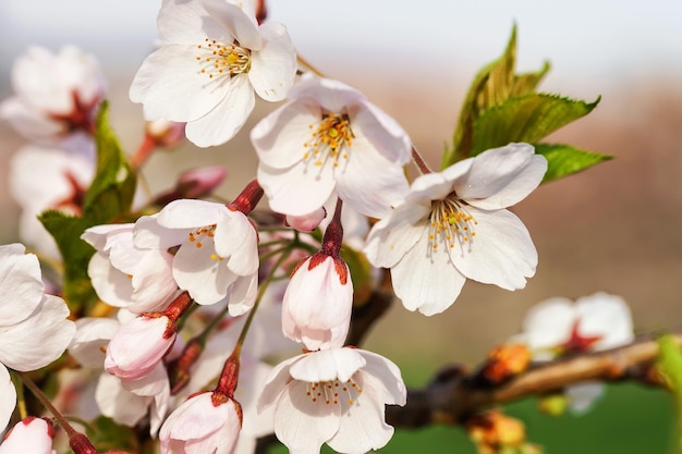 I fiori teneri di Sakura o ciliegio sbocciano in primavera su sfondo naturale in una giornata di sole