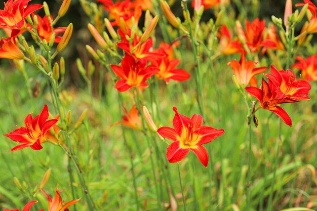 I fiori vibranti significano emozioni: rosso per amore, bianco per purezza. I fiori rispecchiano i sentimenti dell'universo