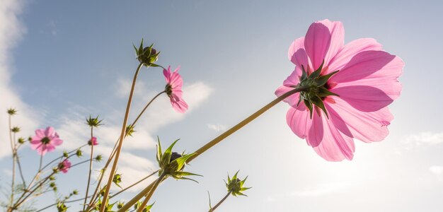 I fiori viola catturano la luce del sole nel prato in primavera