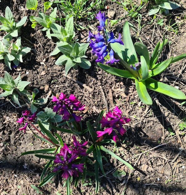 I fiori viola crescono nella terra e l'erba è verde.