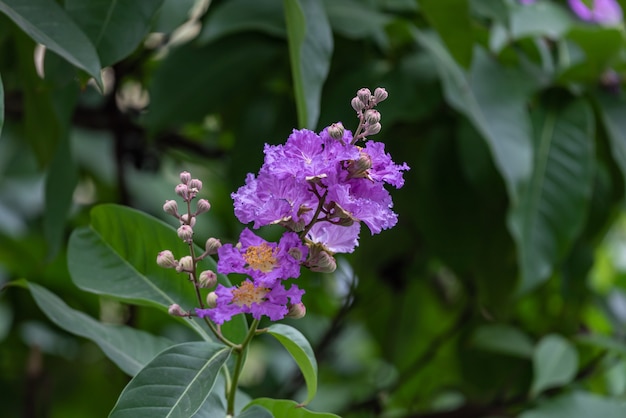 I fiori viola del mirto crespo sono circondati da foglie verdi