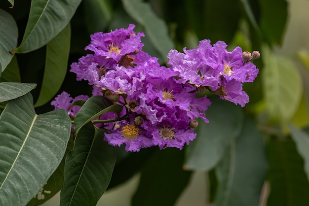 I fiori viola del mirto crespo sono circondati da foglie verdi