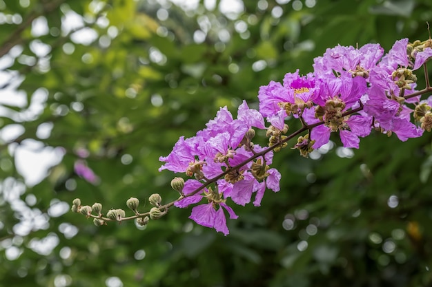 I fiori viola del mirto crespo sono circondati da foglie verdi