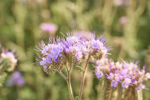 I fiori viola si chiudono con uno sfondo sfocato