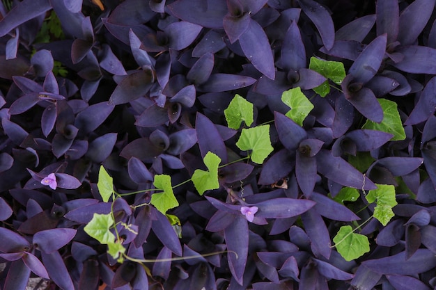 I fiori viola sono belli in inverno.