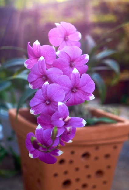 I fiori viola sono davanti a una pentola con il sole che splende su di loro.