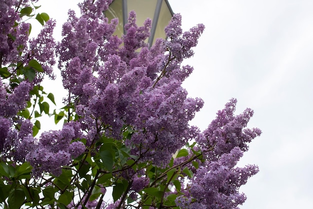 I fiori viola sui rami si chiudono