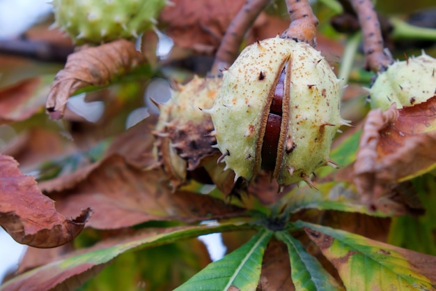 I frutti dell'ippocastano maturano su un ramo di un primo piano dell'albero autunnale