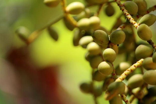 I frutti della palma reale sono appesi all'albero