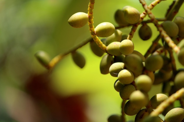 I frutti della palma reale sono appesi all'albero