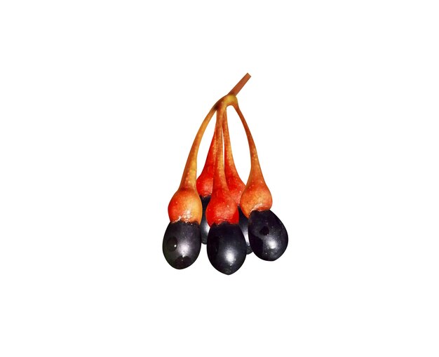 i frutti di sassafras o i frutti a foglia caduca sono stati utilizzati per scopi culinari, medicinali e aromatici
