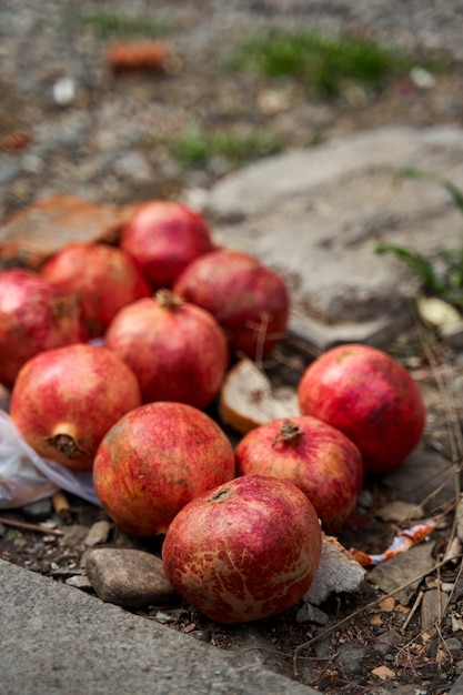 I frutti maturi del melograno si trovano vicino al cestino. Aiuta i senzatetto.