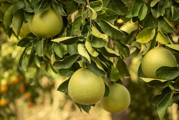 I frutti maturi del pomelo sono appesi agli alberi nel giardino degli agrumi Raccolta del pomelo tropicale nel frutteto Il pomelo è il cibo tradizionale del nuovo anno in Cina dà fortuna Sfondo alimentare agricolo