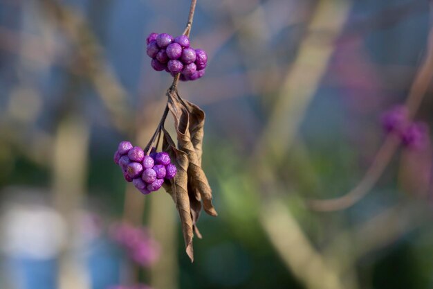 I frutti stanno crescendo su beautyberry giapponese Il nome scientifico è fuoco selettivo di dichotoma di Callicarpa