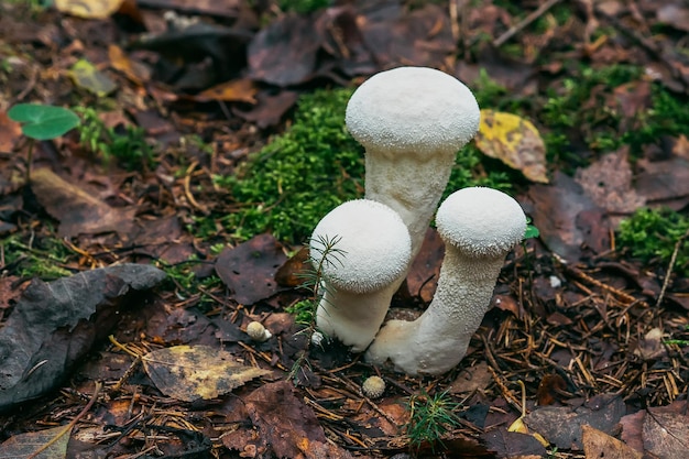 I funghi bianchi crescono in autunno nella foresta in foglie e muschio