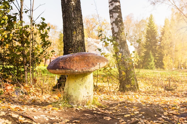 I funghi bianchi crescono nella foresta di autunno. Fungo porcino nobile.