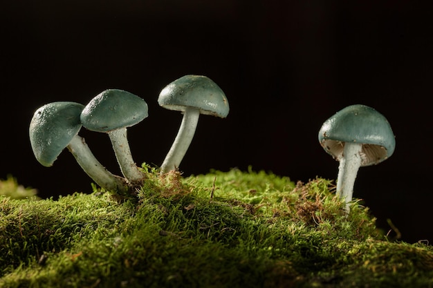 I funghi con un cappello blu da vicino su uno sfondo scuro crescono nella foresta