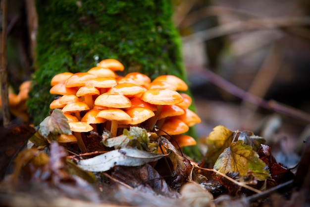 I funghi crescono in legno su un albero