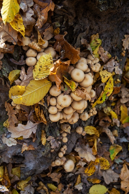 I funghi crescono nell'albero forestale