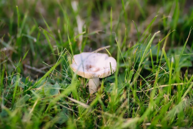 I funghi crescono nella foresta autunnale