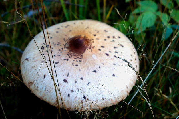I funghi crescono su un vecchio albero nella foresta