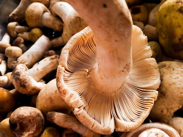 I funghi crudi sono la materia prima per cucinare