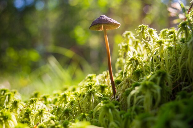 I funghi del primo piano crescono con il muschio nel parco forestale a bassa profondità di messa a fuoco Ambiente ecologico