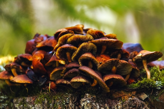 I funghi di legno marroni su gambe sottili crescono su ceppi muschiosi su sfondo verde bokeh