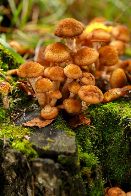 I funghi di miele crescono nel muschio nella foresta, primi piani