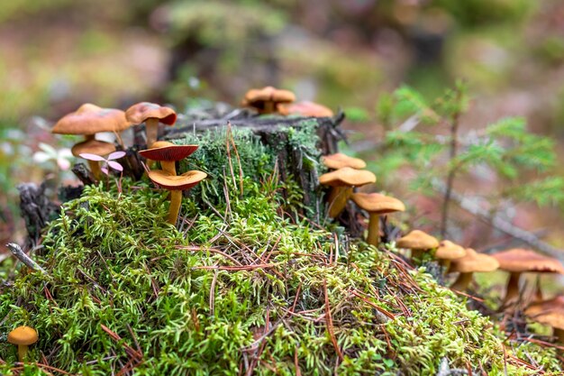 I funghi di miele crescono su un ceppo d'albero