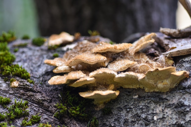 I funghi di miele si sviluppano su un tronco di albero nella foresta, primo piano