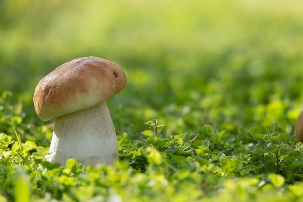 I funghi porcini crescono nella radura della foresta. Bella stagione autunnale porcini in muschio vicino all'albero. Cibo crudo di funghi commestibili. Pasto naturale vegetariano