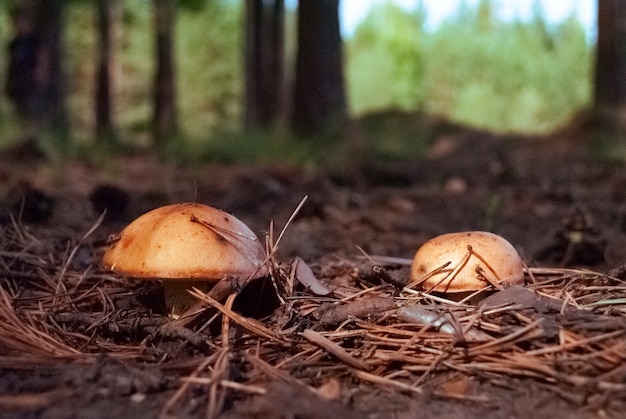 I funghi sporgono da sotto le foglie e gli aghi caduti nella foresta autunnale