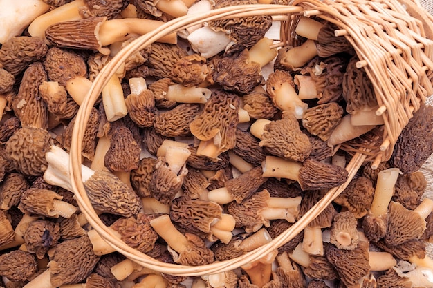 I funghi spugnole si sono rovesciati dal cestino