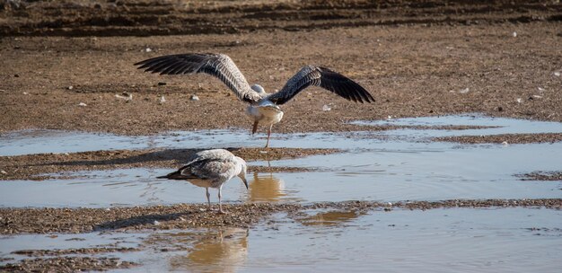 I gabbiani a terra con l'acqua fangosa