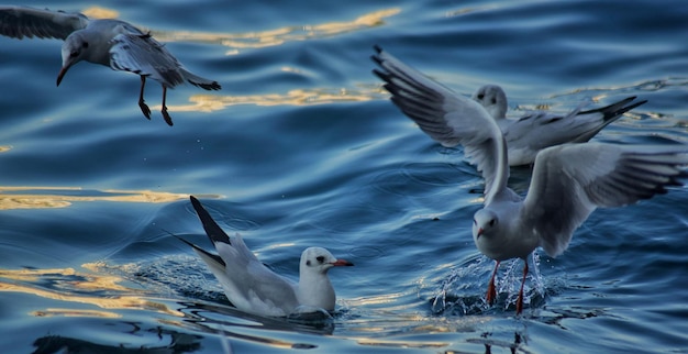 I gabbiani che nuotano nell'acqua con uno di loro ha una borsa nera sul dorso.