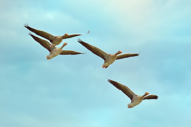 I gabbiani che volano nel cielo