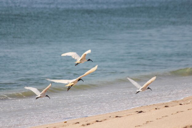 I gabbiani che volano sul mare